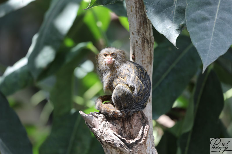 ZooParc de Beauval