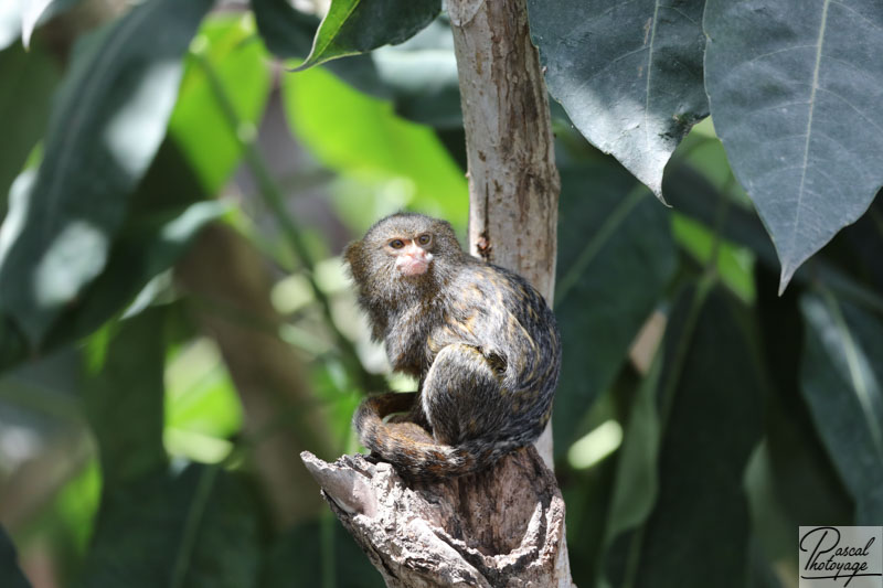 ZooParc de Beauval