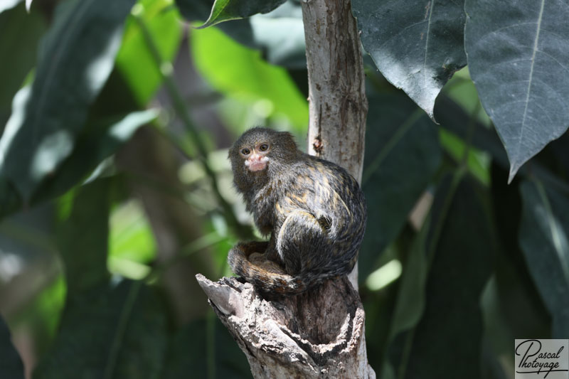 ZooParc de Beauval