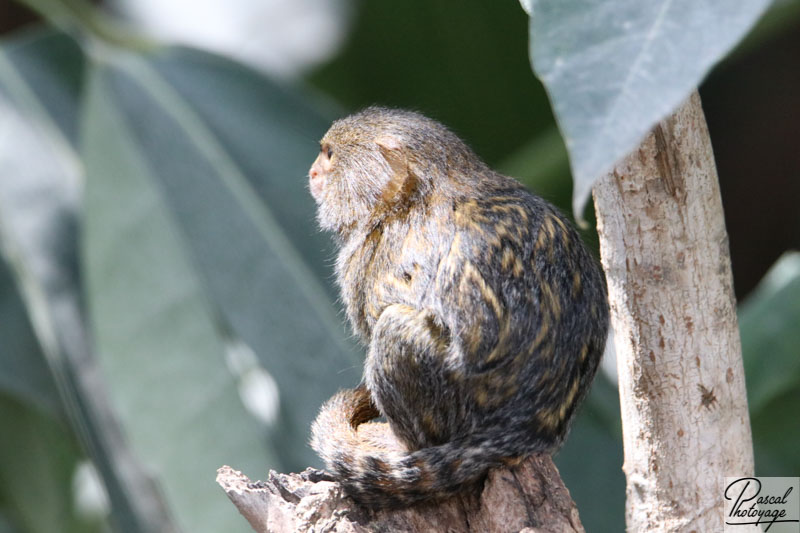 ZooParc de Beauval