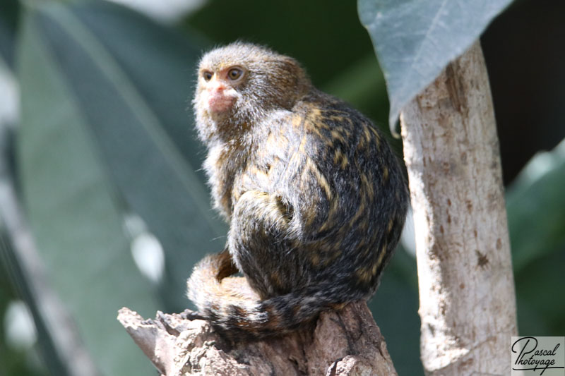 ZooParc de Beauval