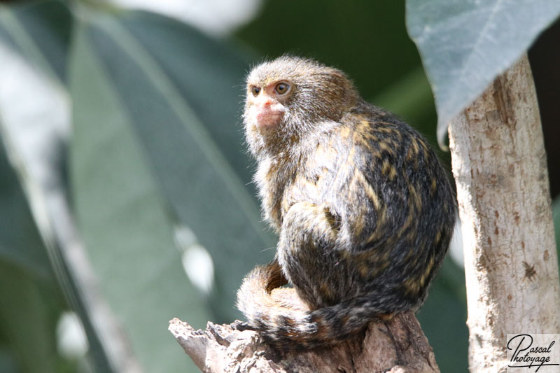 ZooParc de Beauval