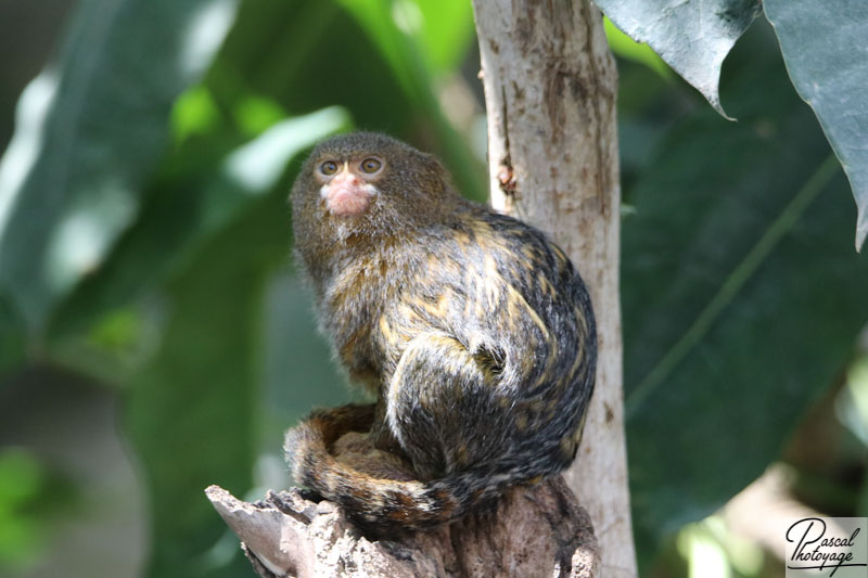 ZooParc de Beauval