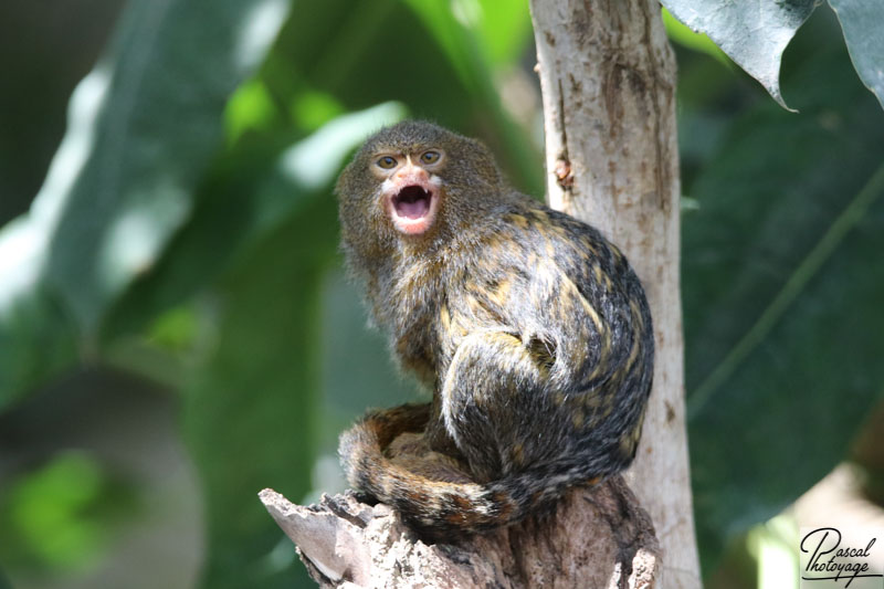 ZooParc de Beauval