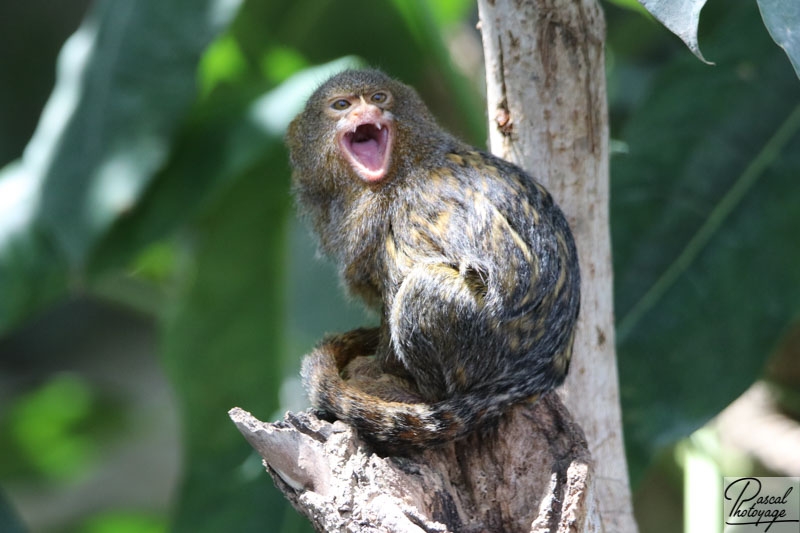 ZooParc de Beauval