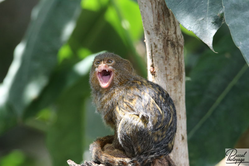 ZooParc de Beauval