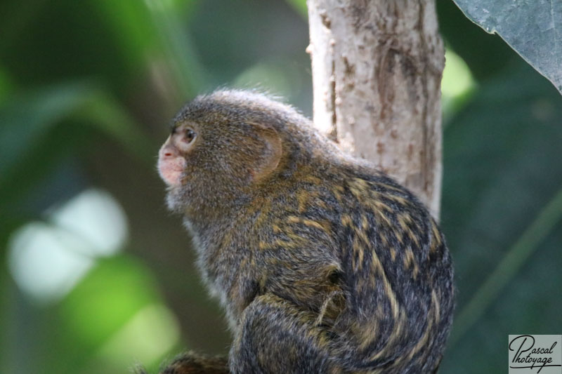 ZooParc de Beauval