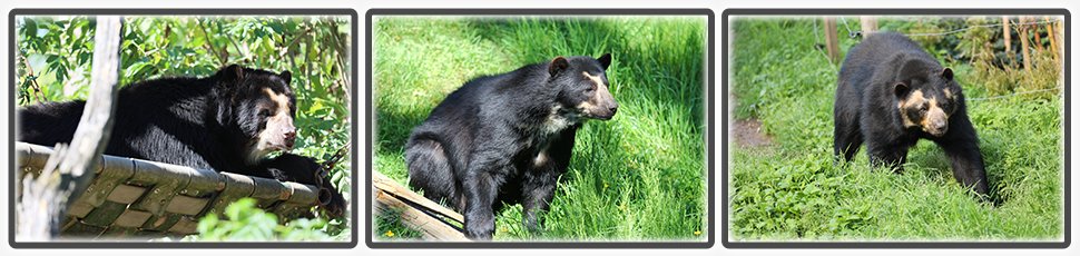 ours_a_lunettes_accueil_fiche_animale_03_970x230px.jpg