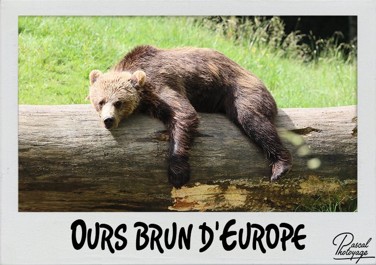 ours_brun_d_europe_polaroid_765x540px.jpg