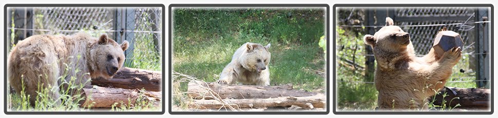 L'ours brun de Syrie