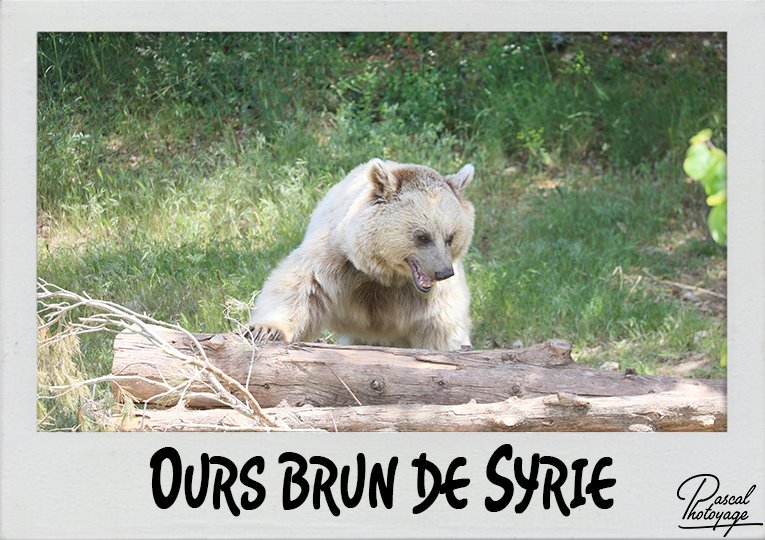 ours_brun_de_syrie_polaroid_765x540px.jpg