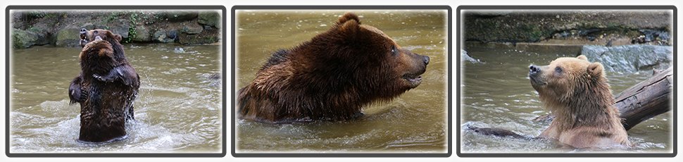 L'ours brun du Katchamtka