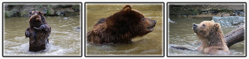 ours_brun_du_kamtchatka_accueil_fiche_animale_03_970x230px.jpg