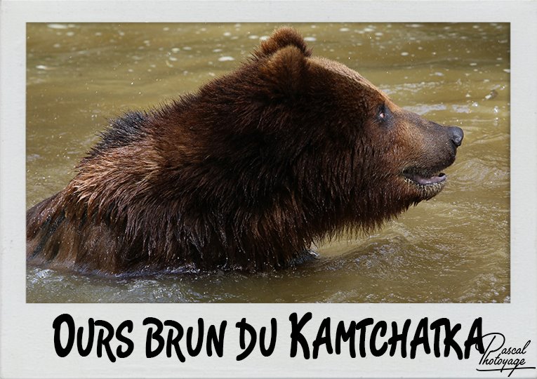 ours_brun_du_kamtchatka_polaroid_765x540px.jpg