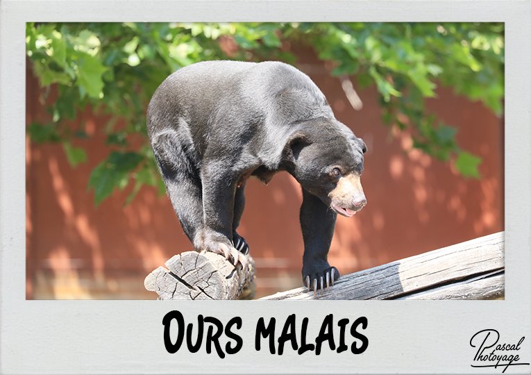 ours_malais_polaroid_765x540px.jpg