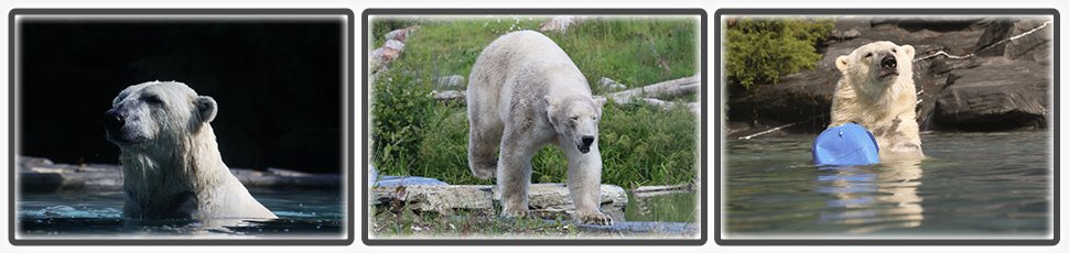 L'ours polaire