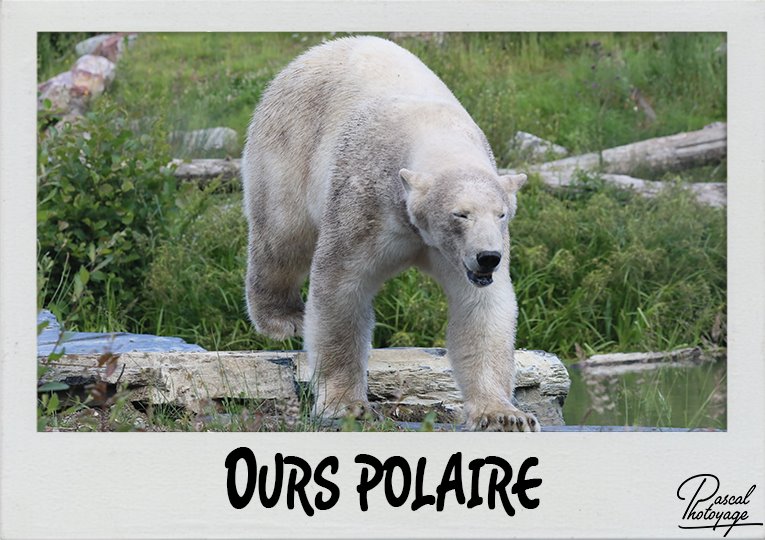 ours_polaire_polaroid_765x540px.jpg