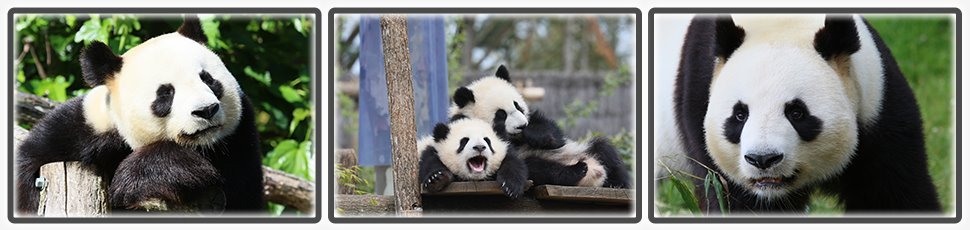 panda_geant_accueil_fiche_animale_03_970x230px.jpg