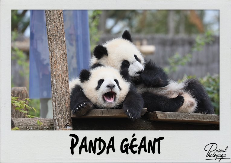 panda_geant_polaroid_765x540px.jpg