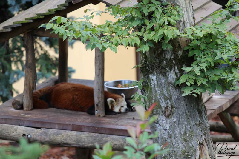 Zoo d'Amnéville