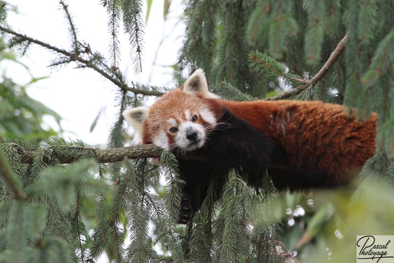 Zoo d'Amnéville