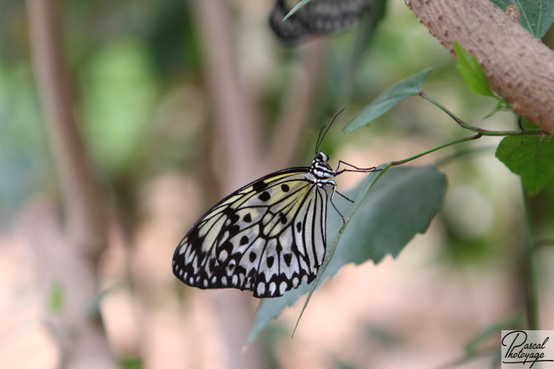 Serre aux papillons