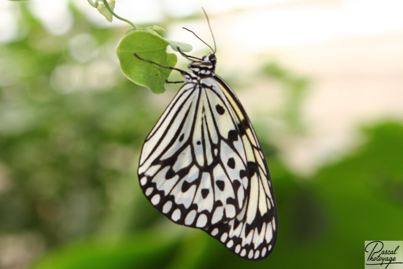 Serre aux papillons