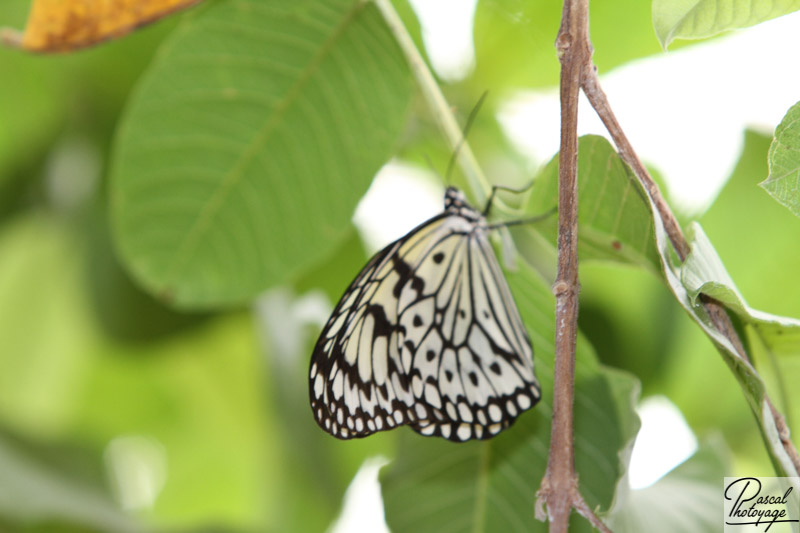 Serre aux papillons