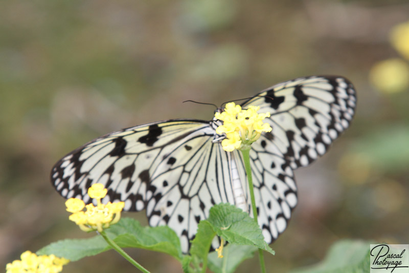 Serre aux papillons