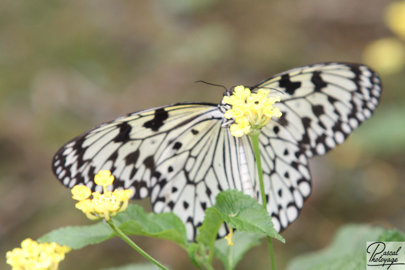 Serre aux papillons