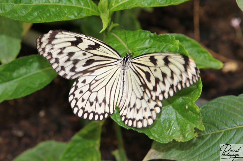 Serre aux papillons