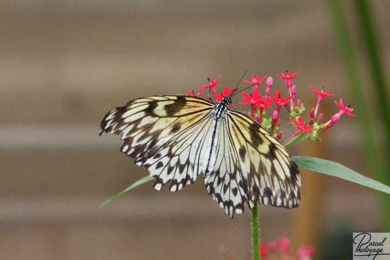 Serre aux papillons