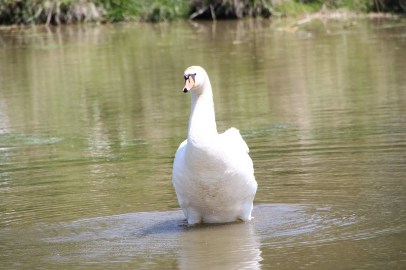 Parc ornithologique du Marquenterre