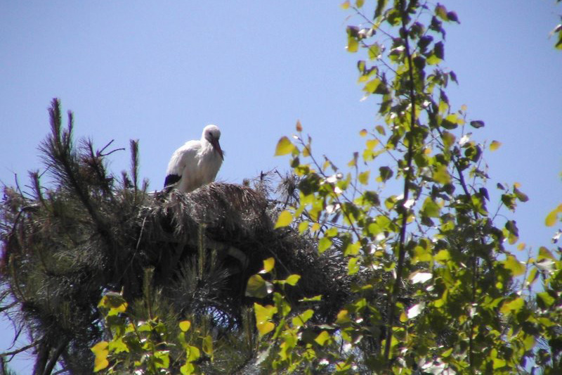 Parc ornithologique du Marquenterre