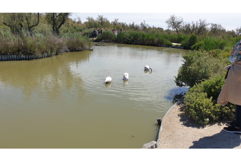 Parc ornithologique de Pont de Gau