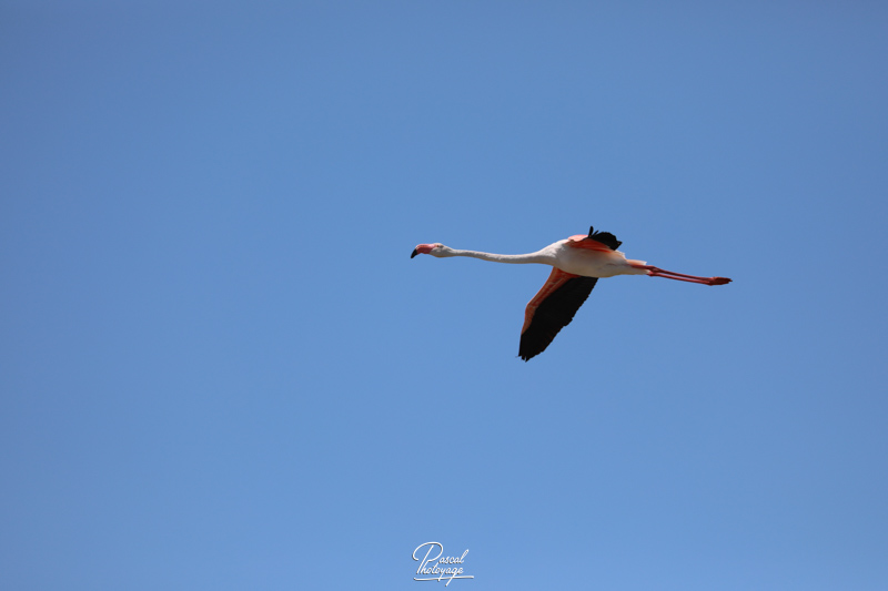 Le flamant rose