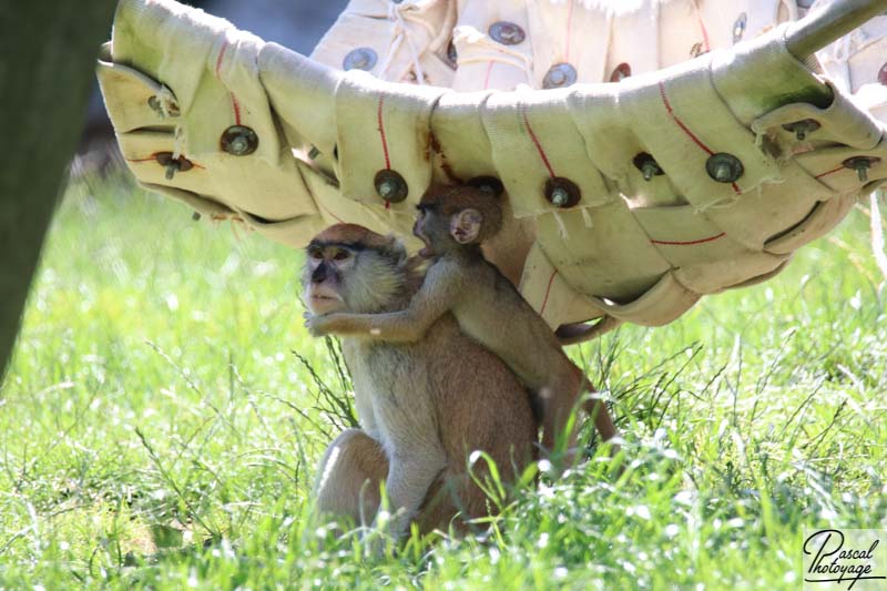 ZooParc de Beauval