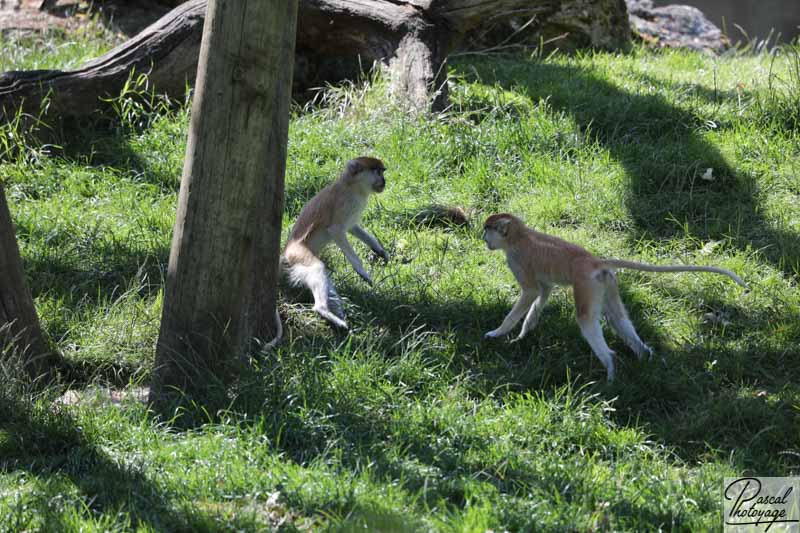 ZooParc de Beauval