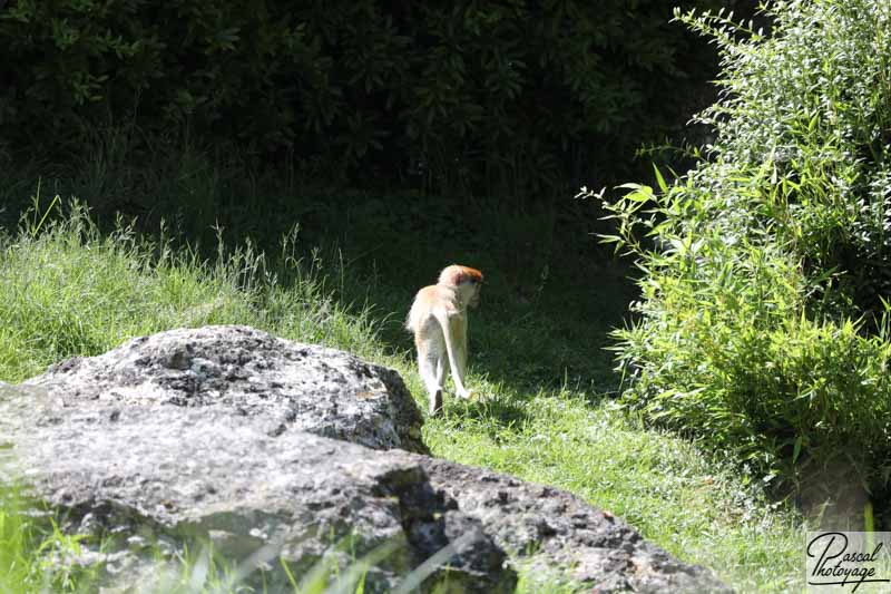 ZooParc de Beauval