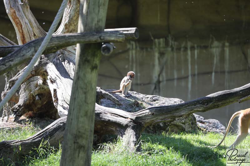 ZooParc de Beauval