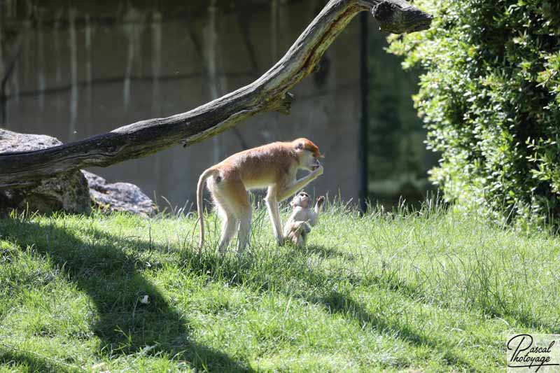 ZooParc de Beauval