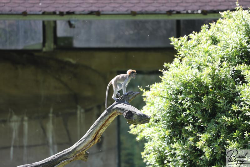 ZooParc de Beauval