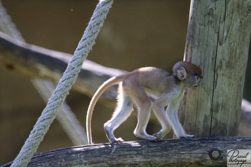 ZooParc de Beauval