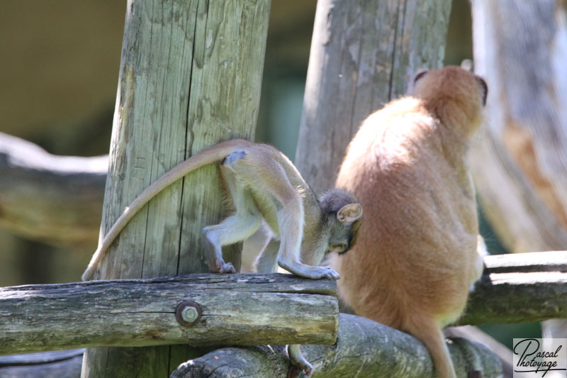 ZooParc de Beauval