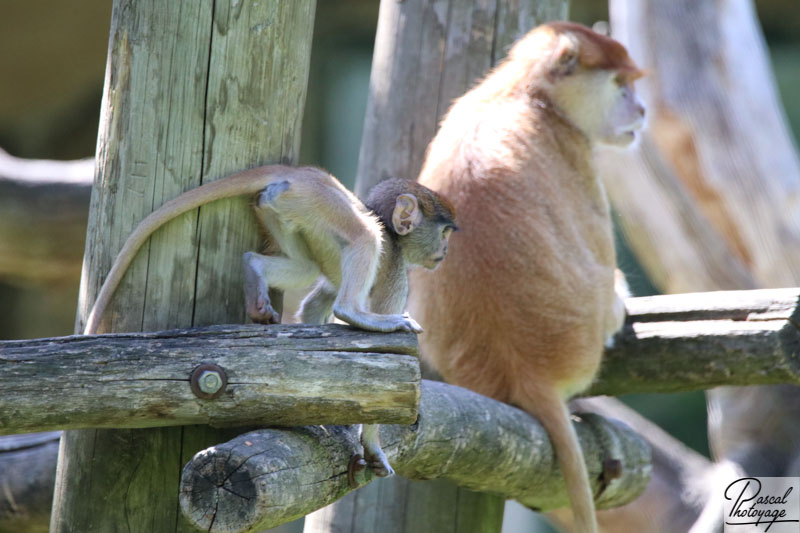 ZooParc de Beauval