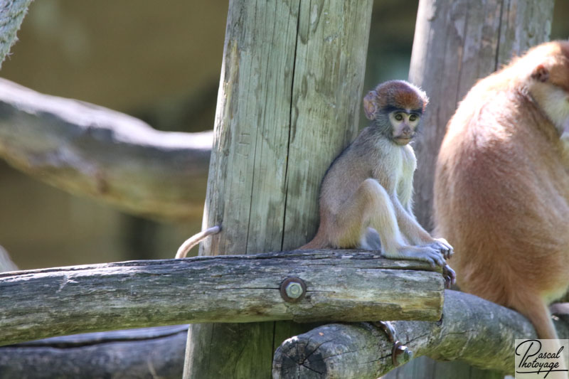 ZooParc de Beauval