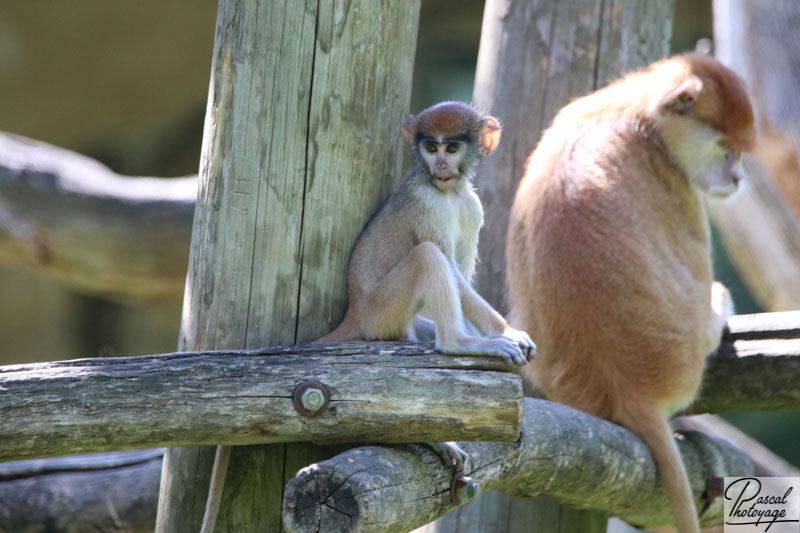 ZooParc de Beauval