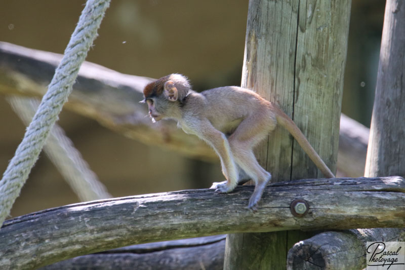 ZooParc de Beauval