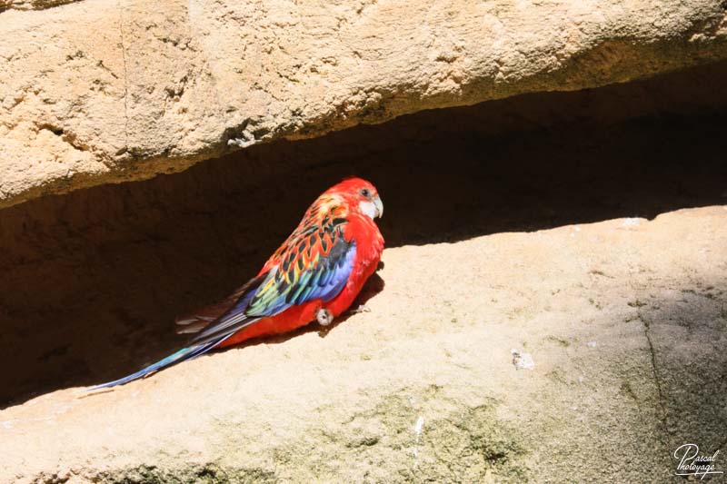 Zoo de La Palmyre