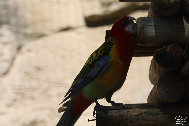 Zoo de La Palmyre